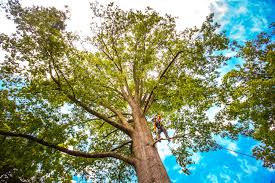 Best Commercial Tree Services  in Benton, LA